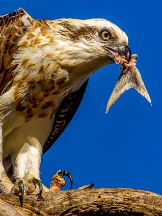 99re免费热精品视频在线